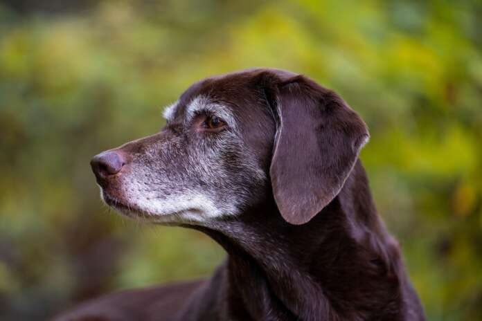 Altern Hund Katze