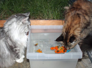 Katzenpool