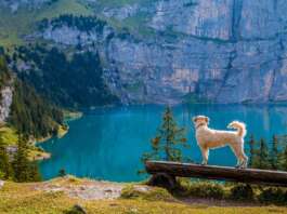 Hund Wandern Berge