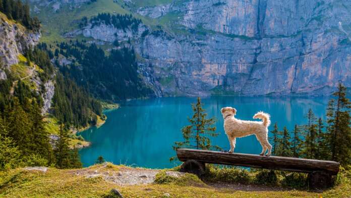 Hund Wandern Berge