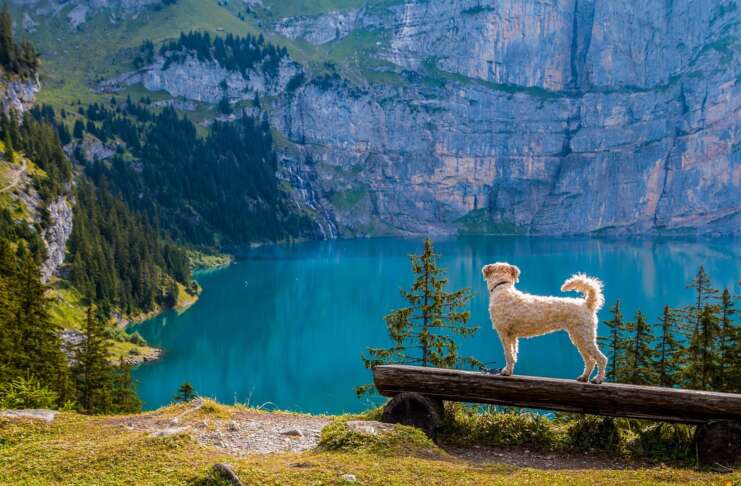 Hund Wandern Berge