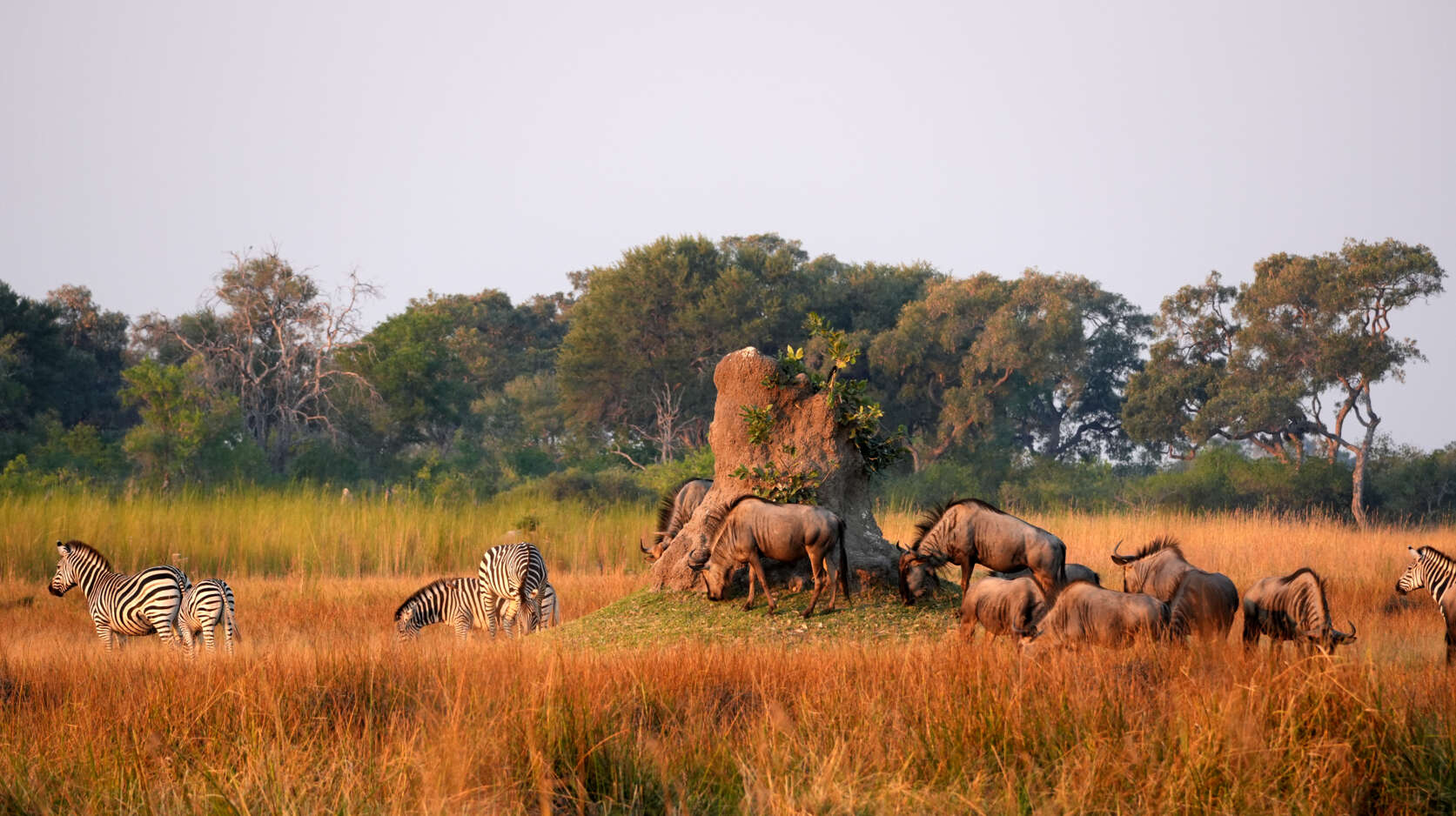 Botswana