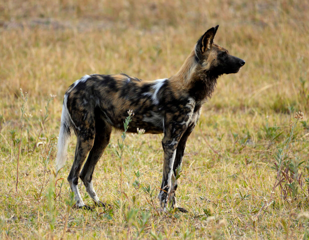 Botswana