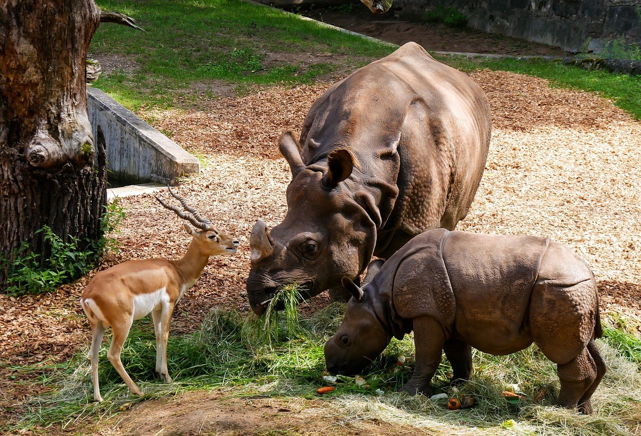 Safari Park