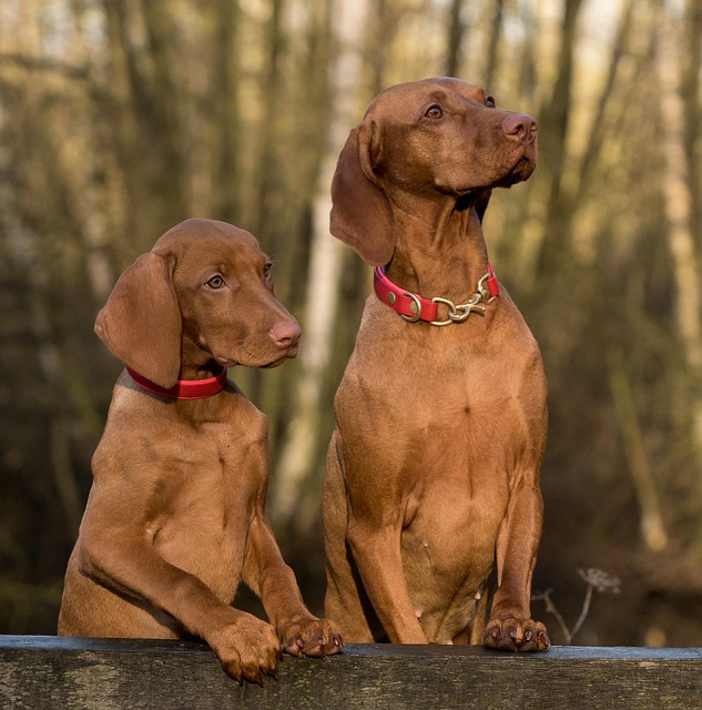 Magyar Vizsla: Augen, die direkt ins Herz schauen.