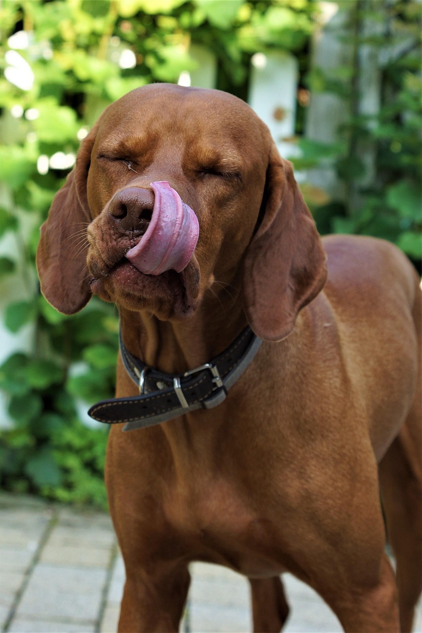 Immer voller Energie und Freude – der Magyar Vizsla 