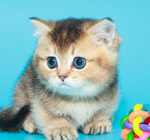 Scottish Fold