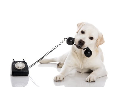 hund mit telefon
