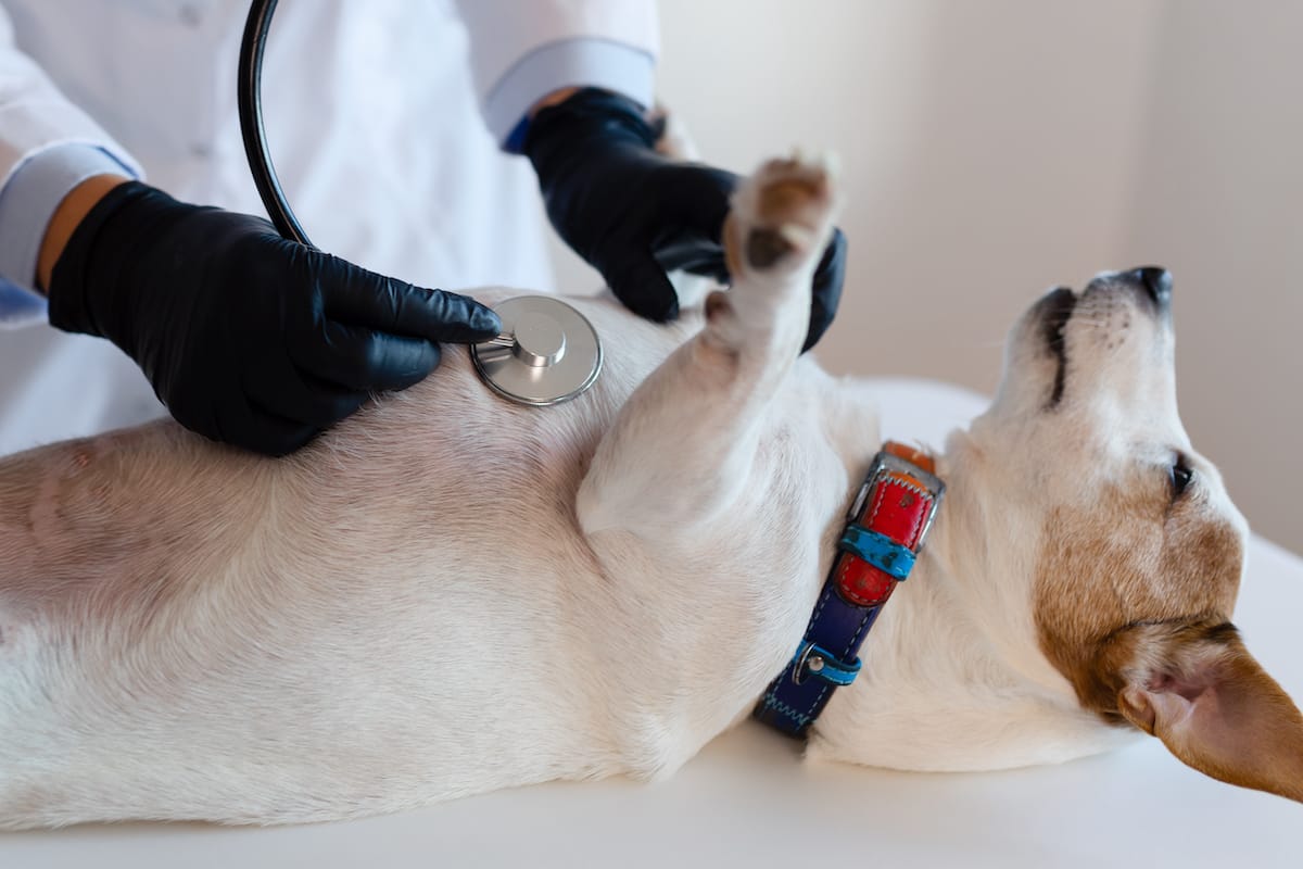 Hundegesundheit Kategorie Bild