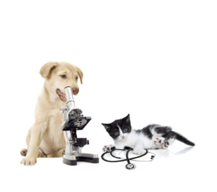 hund und katze spielen am mikroskop