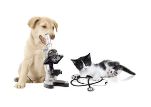 hund und katze an einem mikroskop