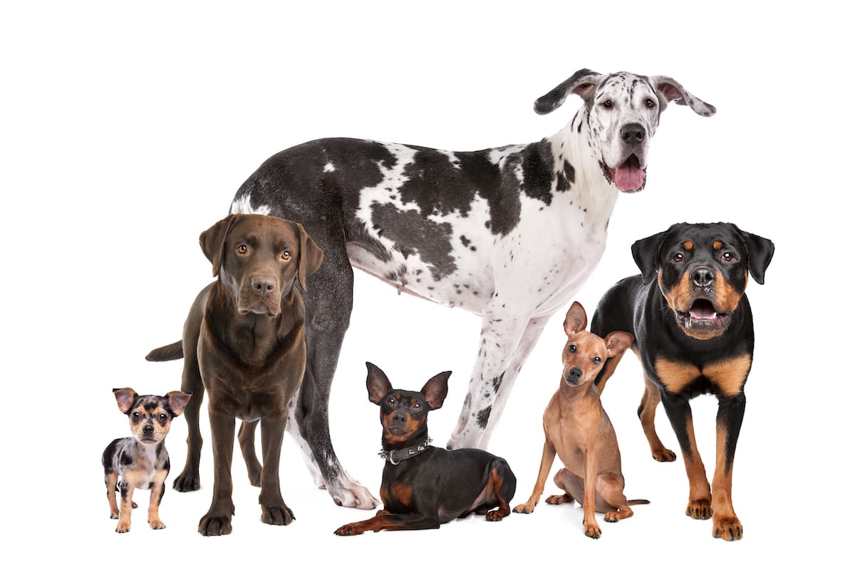 Hunde Kategorie