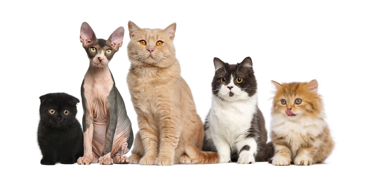 Katzen Kategorie Bild