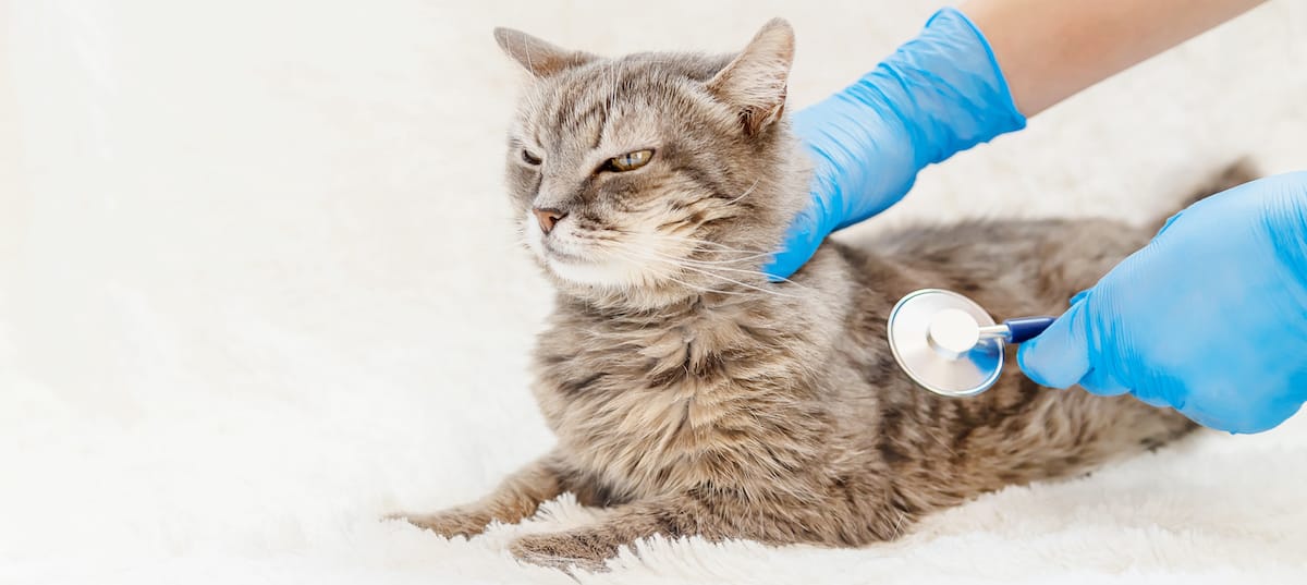 Katzengesundheit Kategorie Bild
