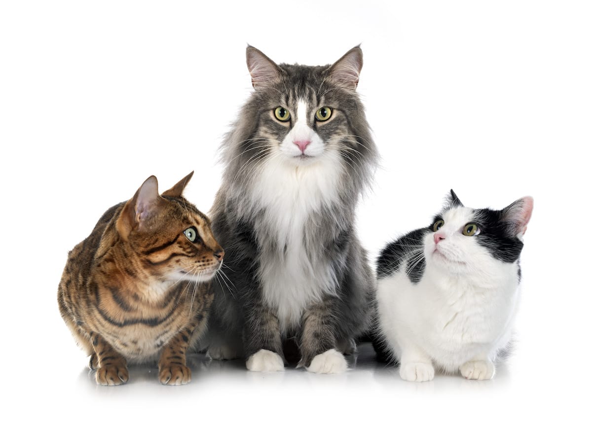 Katzenrassen Kategorie Bild