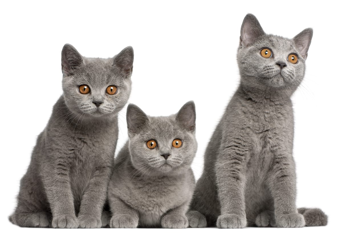 Kurzhaarkatzen Kategorie Bild