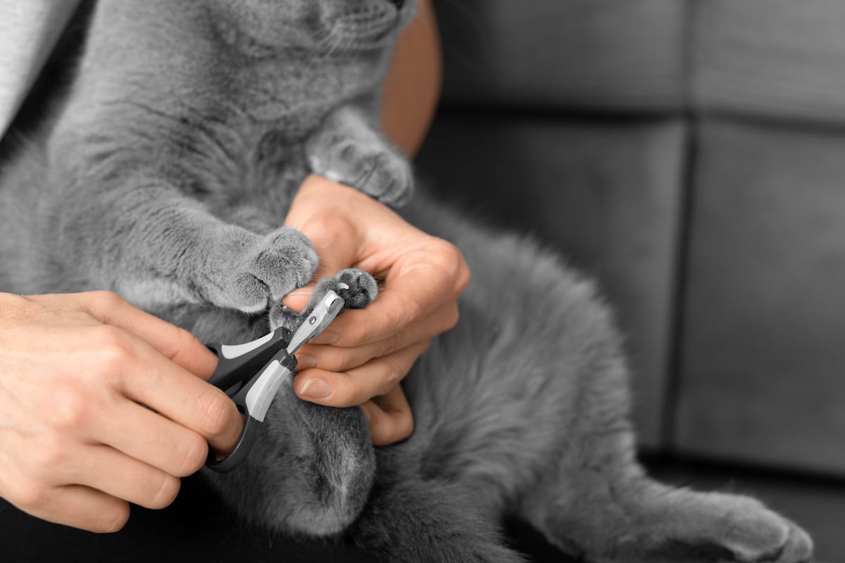 Rund um die Katze Kategorie Bild