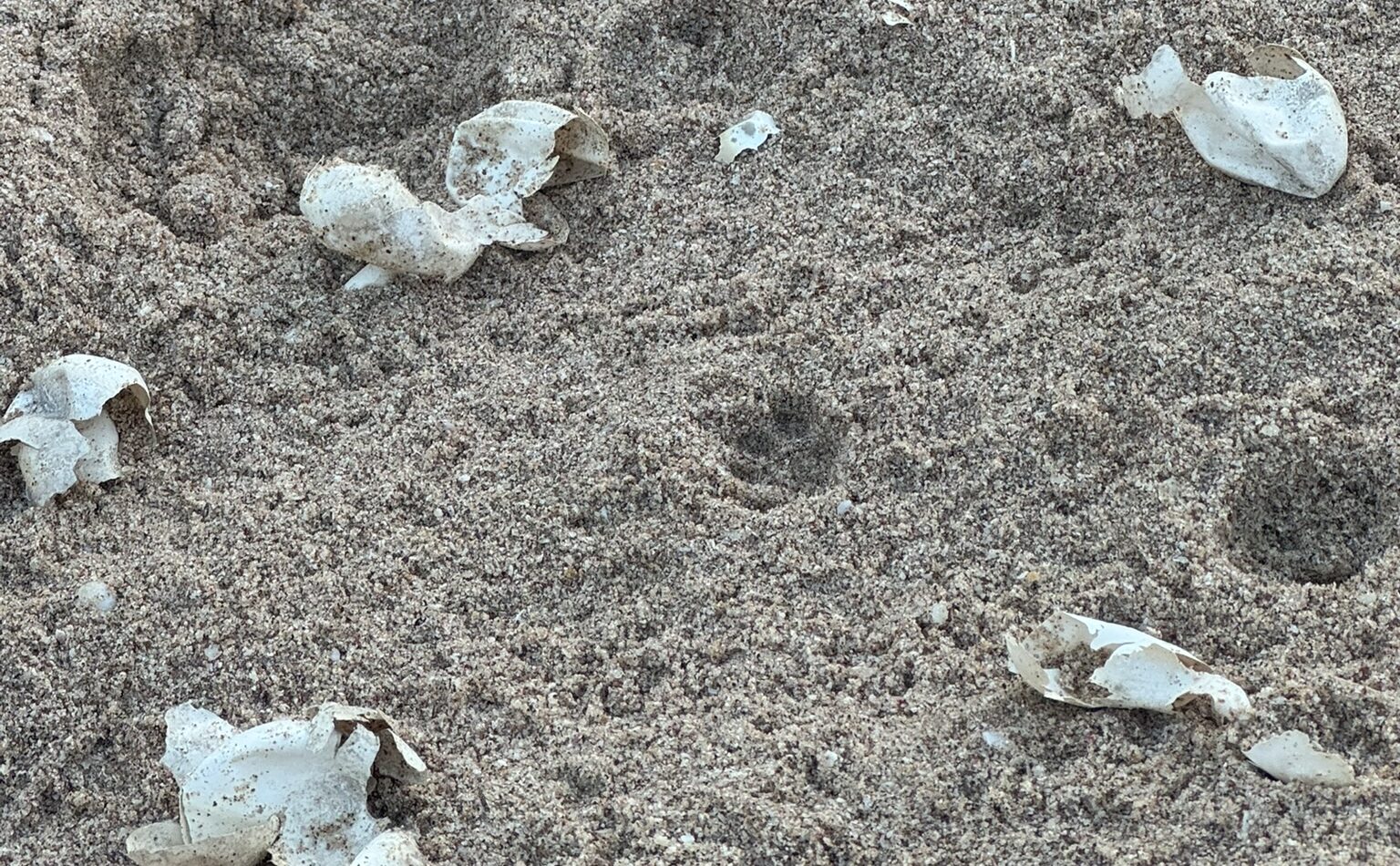 Von ca. 200 Eiern schaffen es nur 2-3 Schildkröten-Babies zu überleben.