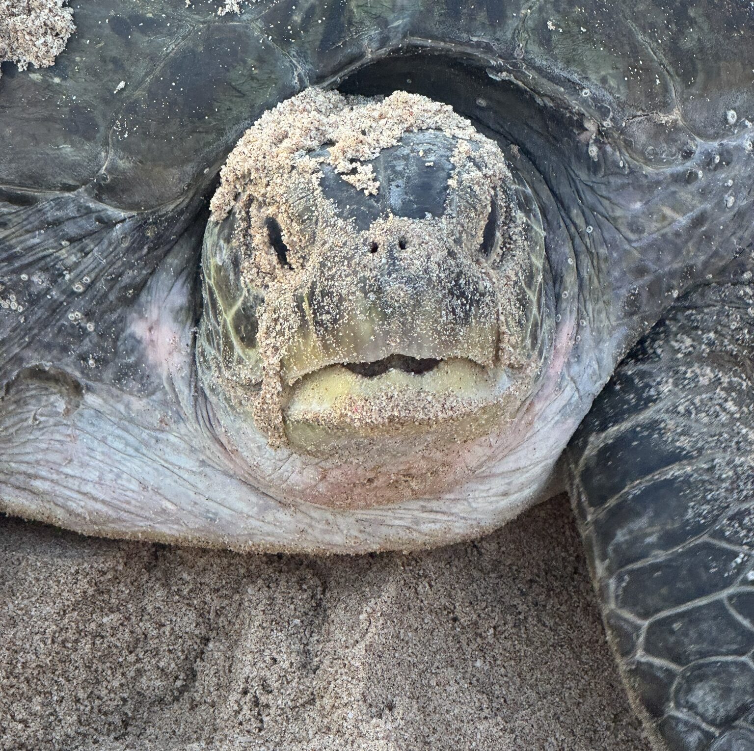 Ein unbeschreibliches Erlebnis - die Grüne Meeresschildkröte bei der Eiablage.