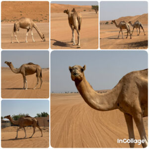 Achtung Kamele! Und ja - sie können schnell sein - bei aller Dünenbegeisterung ist hier Vorsicht geboten.