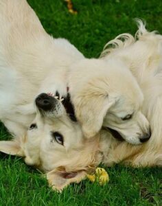 Pubertät ist, wenn der Hund vergisst, dass er einen Namen hat.