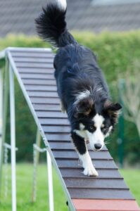 Agility-Hürden: Technik, Haltung, Sturzvermeidung