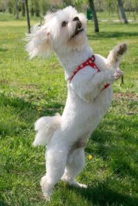 Teamwork im Dog Dance: Mensch-Hund-Connection
