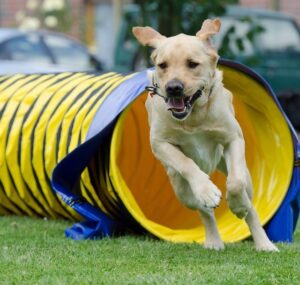 Hundesport