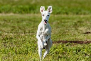 Whippet