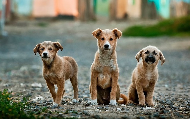 Hunde impfen