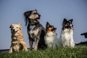 Hunde impfen